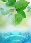 Feuille et l'ondulation de l'eau