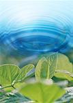 Ondulation de l'eau et de feuilles