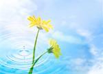 Gerbera et le clapotis de l'eau