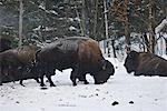 Bison en quête de nourriture dans la neige, Parc Omega, Montebello, Québec, Canada