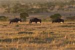 Masai Mara, Kenia