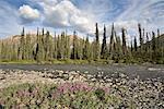 Schmalblättriges Weidenröschen neben Bonnet Plume River, Yukon, Kanada