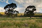 Gris kangourous, Geehi, Kosciuszko National Park, New South Wales, Australie