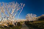 High Country, Bogong High Plains, Alpine National Park, Victoria, Australia