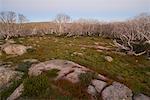 Country, hautes plaines des Bogong, haute Alpine National Park, Victoria, Australie