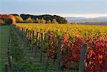 Weinberg, Yarra Valley, Victoria, Australien