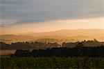 Vignoble, Yarra Valley, Victoria, Australie