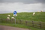 Sheep in Pasture, Hindeloopen, Netherlands