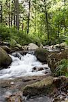 Heinrich Heine Wanderweg, Ilse River, Harz montagnes, le Parc National du Harz, Saxe-Anhalt, Allemagne