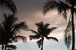 Silhouetted Palm Trees, Maui, Hawaii, USA