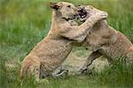 Lion Cubs Play Fighting