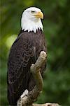 Portrait de l'aigle à tête blanche