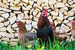 Rooster and Chickens Salzburg Land, Austria