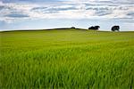 Wheat Field