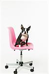 Boston Terrier sitting in office chair