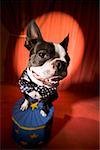 Boston Terrier wearing bow tie in spotlight