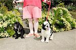 Femme avec Cocker Spaniels