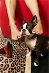 Femme Boston Terrier à friction avec pieds