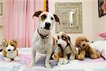 Dog sitting with stuffed animals