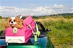 Dog in bag atop car in field