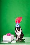 Dog with gift wearing birthday hat