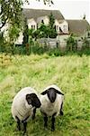 Moutons dans la Cour, Cotswolds, Royaume-Uni