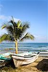 Palm tree and wooden boats on beach, Mexico