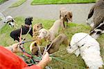 Man walking multiple dogs