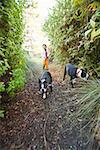 Asian boy walking dogs on path