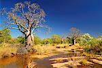 Boab Tree, Kimberley, Western Australia, Australia