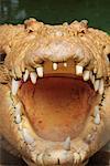 White Saltwater Crocodile, Northern Territory, Australia