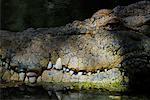 Crocodile marin, territoire du Nord, Australie