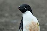 Dirty adelie penguin