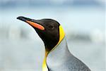 Profile of a king penguin
