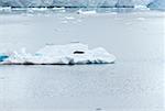 Seal lying on an iceberg