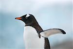 Gentoo penguin spreading wings