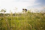 Cyclist riding bicycle seen through oat field