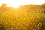 Coucher de soleil sur le champ Malibu, Californie, USA