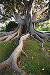 Fig Tree, Long Beach,, California, USA