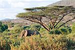Éléphant, Parc National de Samburu, au Kenya