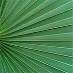 Close Up of Green Palm Branch