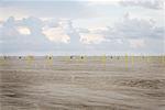 Tire Tracks on Beach Parking Lot, R.A. Apffel Park, Galveston, Texas, USA