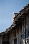 Mouette sur la mer Noire, la Bulgarie, Province de Burgas, Nessebar, sur le toit