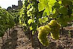 Rangs de vignes en Alsace, France