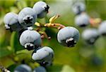 Bleuets sur le buisson