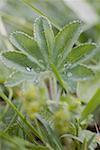 Lady's mantle with drops of water