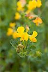 Trefoil flowers