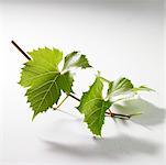 Green vine leaves on twig