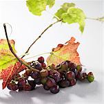 Red grapes with leaves