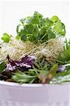 Sprouts, herbs and salad leaves in bowl